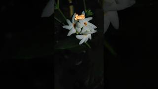 Night flowering jasmine ytubeshorts halloween funny floweringplant flowers humor [upl. by Arehahs]