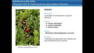 Bot101 Phytochemistry 2 Phenolics Part1 [upl. by Warner]