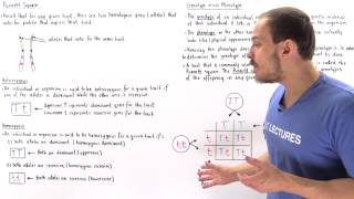 Genotypes Phenotypes and Punnett Square [upl. by Dahraf207]