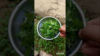 First harvesting from my mini garden 🪴garden naturelovers gardeningtips gardeningadvice [upl. by Grous]