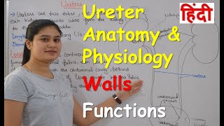 Ureters Anatomy amp Physiology in Hindi  Wall of Ureter  Functions of Ureter [upl. by Brendin777]