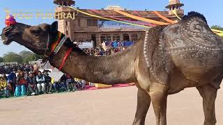 camel festival Bikaner Rajasthan 2020  अंतर्राष्ट्रीय ऊंट दिवस बीकानेर [upl. by Suiram858]