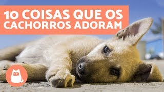 10 coisas que os cachorros adoram [upl. by Swain]