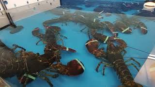 Lobsters Fighting in Tank [upl. by Danell]