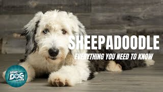 Sheepadoodle Dog Breed Guide  Dogs 101  Sheepadoodle [upl. by Annovoj]