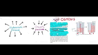 Hydrostatic pressure  Osmotic pressure  Osmosis  Saunders  Nursing competitive exam [upl. by Hgielar]