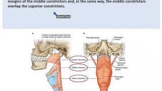 Anatomy of the Pharynx  Dr Ahmed Farid [upl. by Eibocaj198]