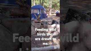 feeding wild birds Cochise County [upl. by Ynej660]