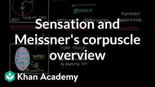 Overview of Sensation and Meissners Corpuscle  NCLEXRN  Khan Academy [upl. by Netty]