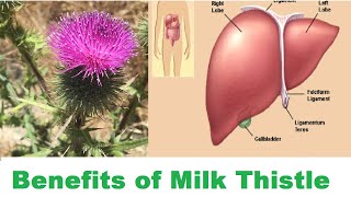 Health Benefits of Milk Thistle Silybum marianum जडिवुटिहरुको राजाLiver Tonic Medicinal herbs [upl. by Ennovyahs]