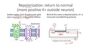 polarization depolarization repolarization of a neuron [upl. by Issak]