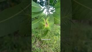 World Most Dangerous Caterpillar  Lonomia Obliqua [upl. by Loomis799]