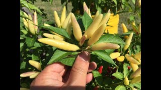 Breeding Peppers Indoors  Beginning to End [upl. by Mckale]