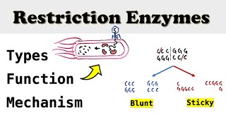 Restriction Enzymes Endonucleases in Molecular Cloning [upl. by Tunnell]