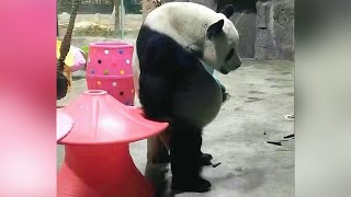 Panda Ling Yan Funny Moments Part 4 panda funny moments funnyanimals fypシ lingyan foryou [upl. by Soo404]