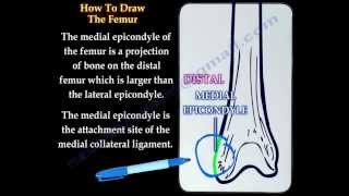 The Femur how to draw it Everything You Need To Know  Dr Nabil Ebraheim [upl. by Beatriz]