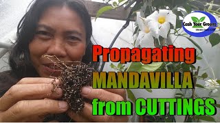 PROPAGATING MANDEVILLA FROM CUTTINGS  FAST and EASY [upl. by Aciamaj]