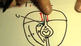 REPASO DE NEUROANATOMIA 2011 13 [upl. by Toney]