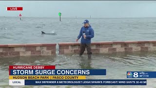 Dolphin makes surprise appearance during Tropical Storm Debby live report [upl. by Alocin]