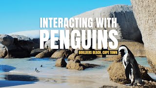 Exploring Boulders Beach Interacting with PENGUINS 🐧 [upl. by Llyrat619]