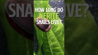 How Long do Nerite Snails Live  Nerite Snails [upl. by Matheny]