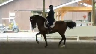 Numerario Del Rio schooling at Whidbey Show [upl. by Adelina]