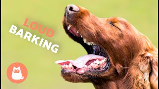 Dogs BARKING LOUD Compilation 🐶🔊 See How Your DOG REACTS [upl. by Avehsile]