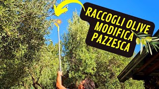 Come Raccogliere Le OLIVE Con Il Rastrello Manuale Fai Da Te [upl. by Ghiselin]