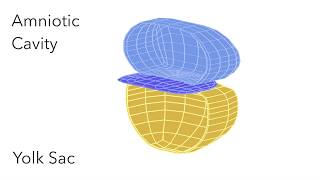 Embryo Folding Amniotic Cavity amp Yolk Sac  Animated Embryology [upl. by Iggy]