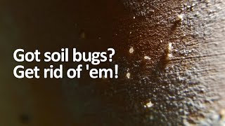 Tiny white bugs in soil How to get rid of soil mites [upl. by Aisayn391]