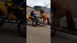 Aí deu ruim 😹😹 cavalo horse amorporcavalos cavalos amocavalos amocavalo fazenda [upl. by Illom355]