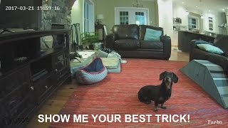 Crusoe Plays with Furbo Dog Camera [upl. by Ardnahsal]