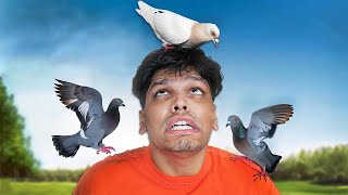 PIGEON PRANK ON BEST FRIEND [upl. by Onek203]