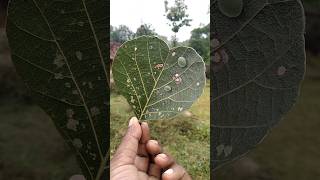 Slug caterpillar moths family limacodidae shorts [upl. by Ennis]