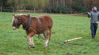 The training of a young draft horse  part 2 [upl. by Ause467]