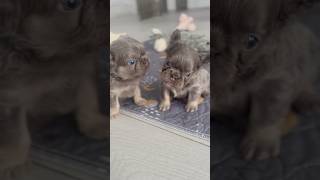 Fluffy French Bulldog Puppies Playing  frenchbulldog puppy puppies dog dogs doglover [upl. by Breban109]