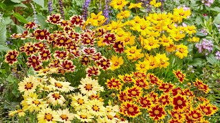 Coreopsis Solar Series tickseed  FarmerGracycouk [upl. by Anaibaf]