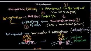 7 Replication of DNA viruses [upl. by Severson883]