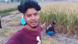 My Family Dhan Kat Rahe Hai dhan vlog ashwani ajay [upl. by Nylavad517]