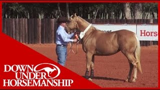 Clinton Anderson Training a Rescue Horse Part 9  Downunder Horsemanship [upl. by Shanks284]