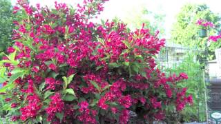 Fast Growing Red Weigelia [upl. by Annawat]