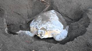 Desove de la tortuga verde en Tortuguero [upl. by Omoj]