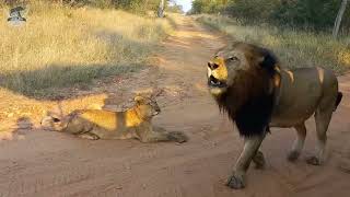 An Incredible Fight of Dominance Over Food Among the Lions Lionesses and Cubs [upl. by Jed]