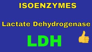 Lactate Dehydrogenase Enzyme  LDH  Isoenzymes  By Dorka Beri [upl. by Ainos]