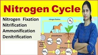 Nitrogen Cycle  Nitrogen Fixation Nitrification Ammonification Assimilation Denitrification [upl. by Octavia]