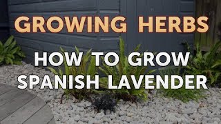 How to Grow Spanish Lavender [upl. by Leciram]