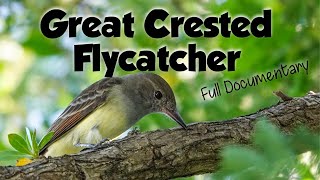 The Great Crested Flycatcher documentary food habitat behavior and more [upl. by Terej385]