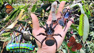 Hunting Strange Insects Hunting Strange Spiders Grasshoppers Butterflies Mantises [upl. by Etnoved]