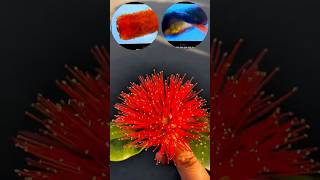 Micro Master view of Pohutukawa Flower  NZ Christmas Tree Fun Fact christmastree microscope kiwi [upl. by Kimbell]