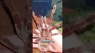 quotGoliath BirdEating Tarantula The Giant of the Jungle [upl. by Forsta]